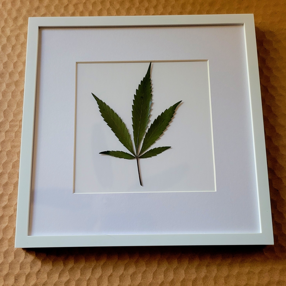 Framed Green Leaf Art - Cannibis Leaf